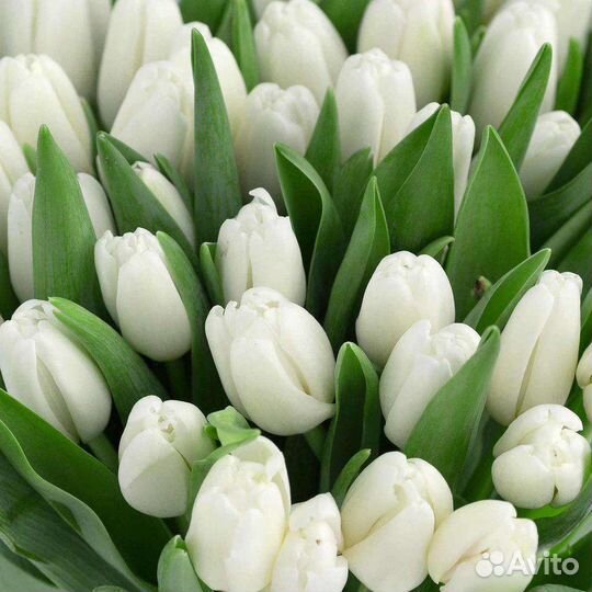 Цветы тюльпаны