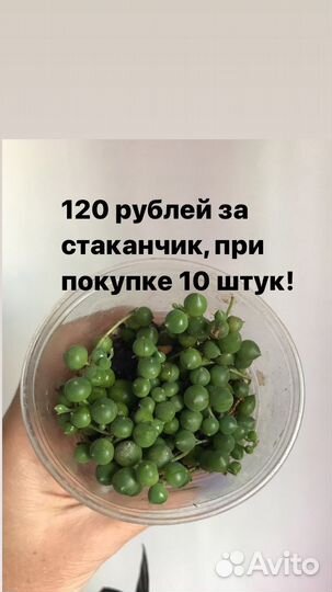 Крестовник Роули Геррейна