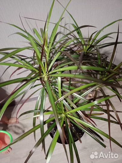 Драцена (пальма)