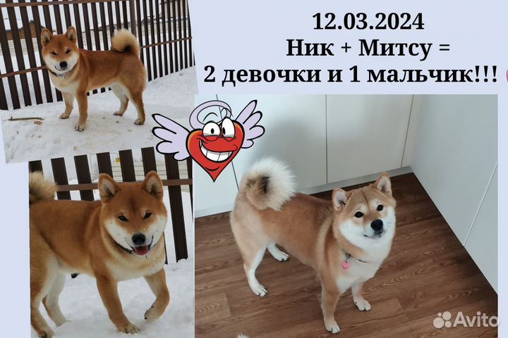 Щенки Сиба Ину Шиба