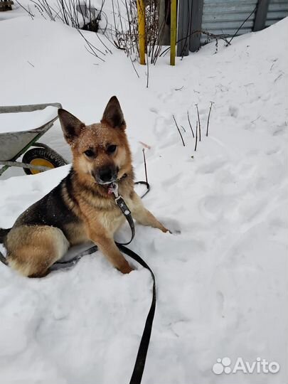 Собака Альма