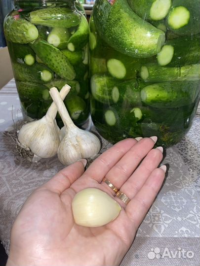 Чеснок домашний