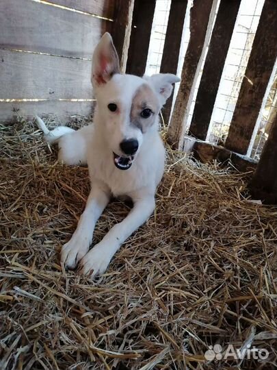 Зайка ищет дом