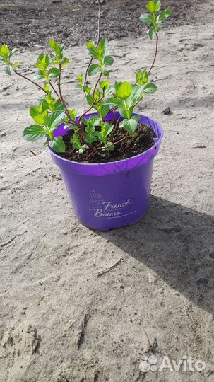 Гортензия Френч Болеро блю