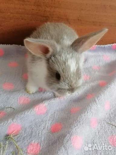Кролики малыши вислоухие декоративные
