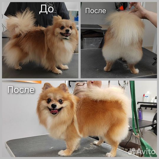Грумер стрижка собак и кошек