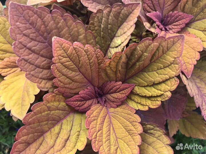 Колеусы укорененные, разных расцветок