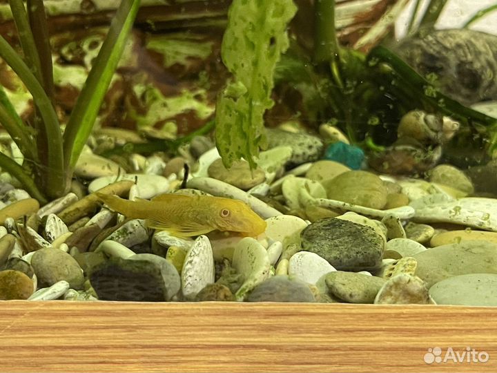 Аквариум с рыбками