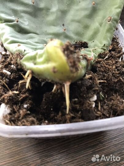 Кактус опунция и другие суккуленты