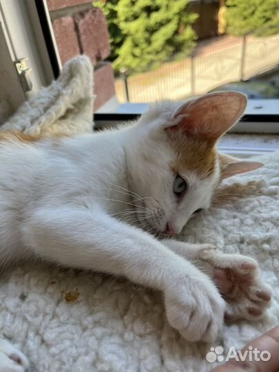 Рыжий с белым котенок