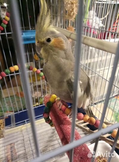 Передержка птиц