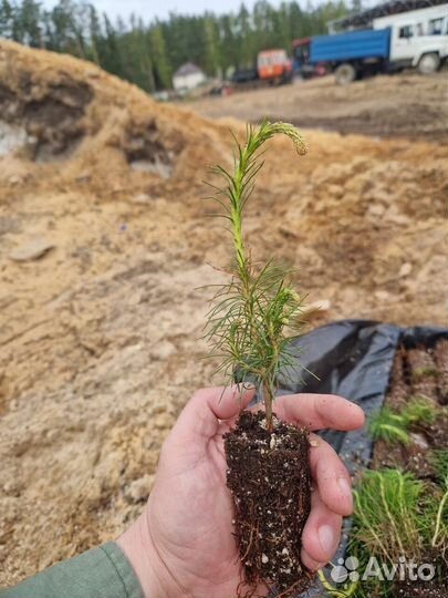 Сеянцы ели окс