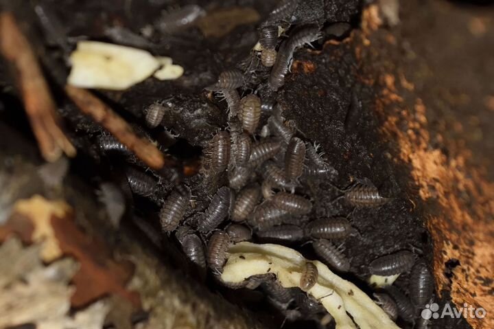 Мокрицы armadillidium nasatum