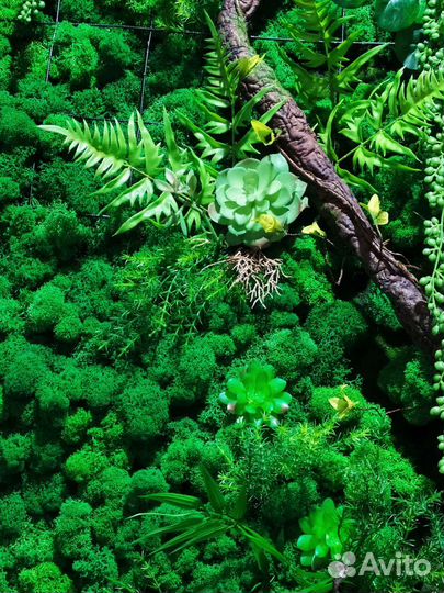 Картины из мха