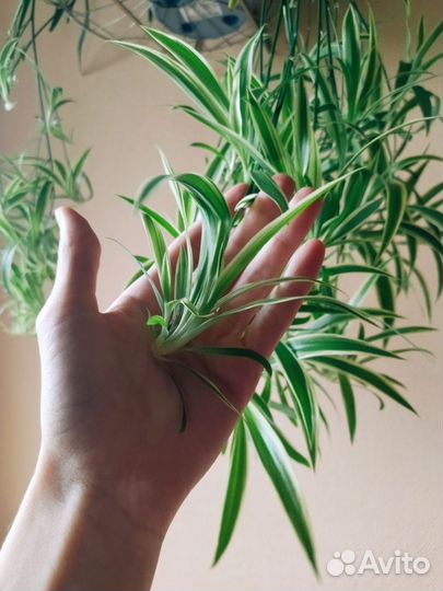 Хлорофитум океан (хохлатый)