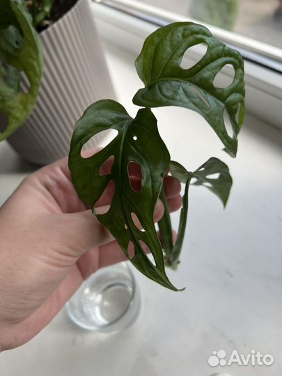 Монстера адансона