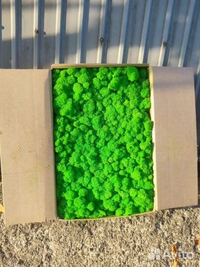 Стабилизированный мох