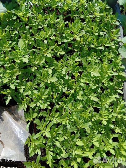 Рассада бархатцы