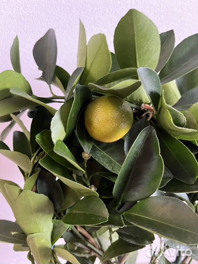 Растение Каламондин