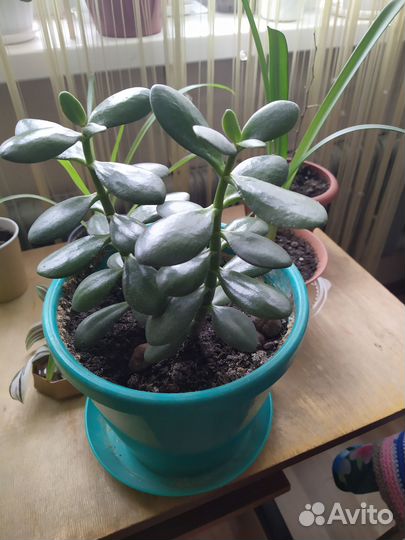 Денежное дерево