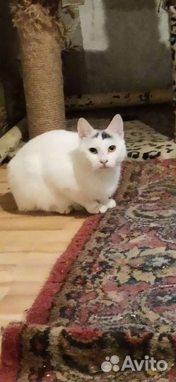 Кошечка в добрые руки