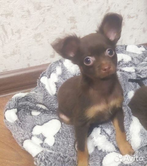 Мини той-терьер щенки