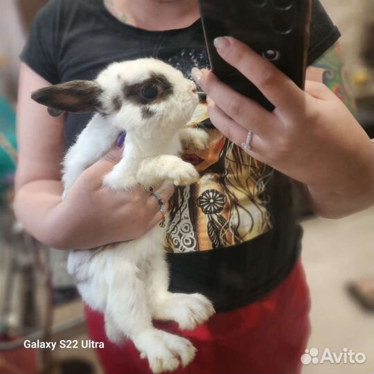 Милые крольчата