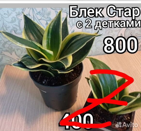 Сансевиерии(щучий хвост) 15 сортов