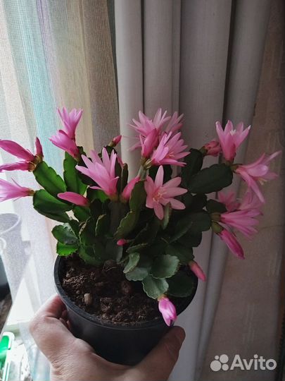 Декабрист.Рипсалидопсис сортовой