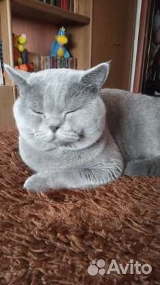 Британский кот