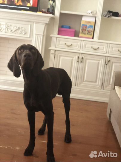 Курцхаар вязка