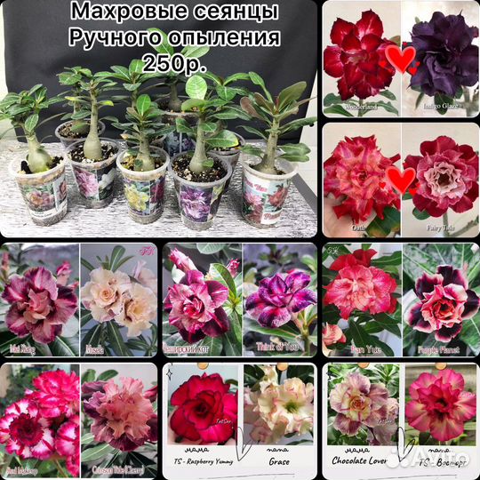 Прививки и Сеянцы Адениумов 5+1