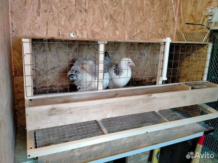 Клетки для несушек