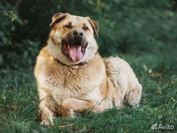 Благородный пёс пропадает в приюте