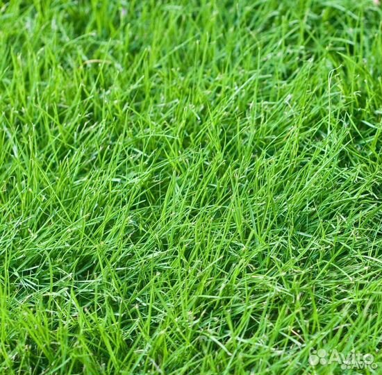 Травосмесь дорожная 10кг