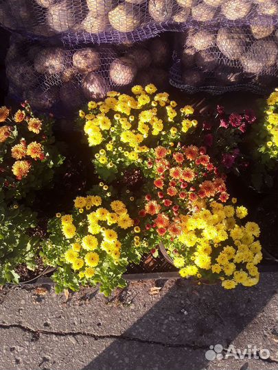 Саженцы хризантемы зкс кустовой,мультифлоры