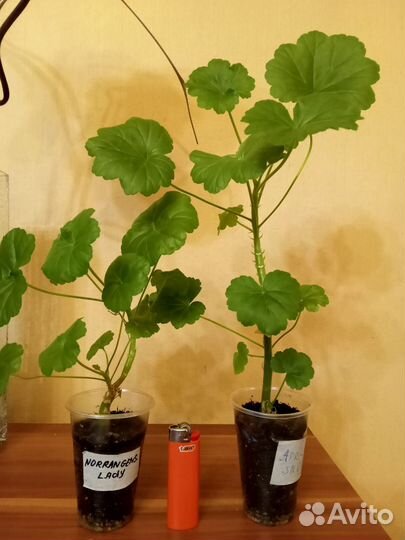 Пеларгония, герань