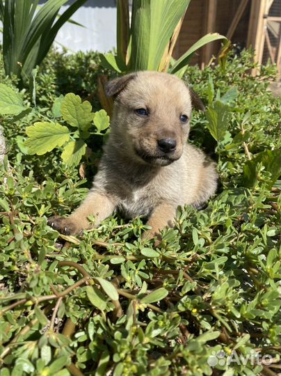 Маленькая собака