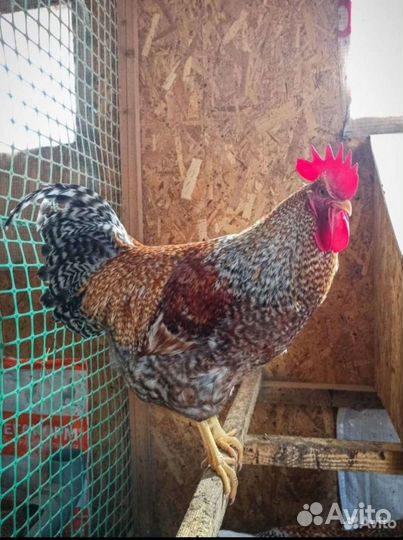 Инкубационное яйцо Билефельдр