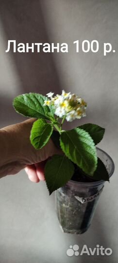 Цветущие.Лантана.Свинчатка.Абутилон