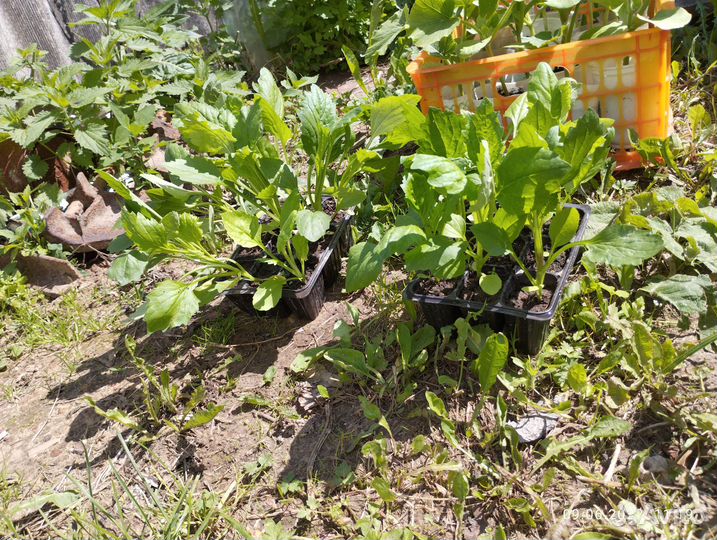 Рассада цветы