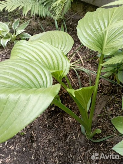 Цветы для сада