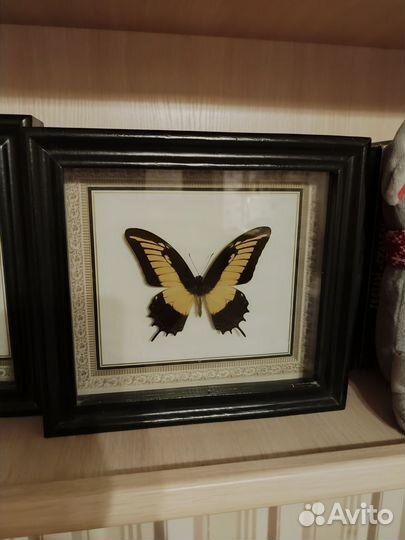 Бабочка в раме