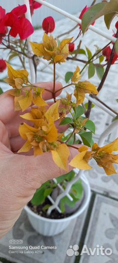 Бугенвиллия махровая