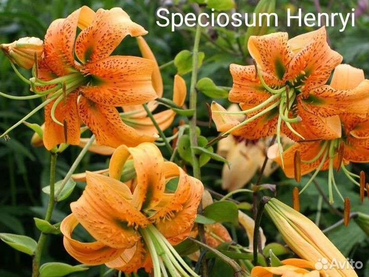 Лилия цветущая