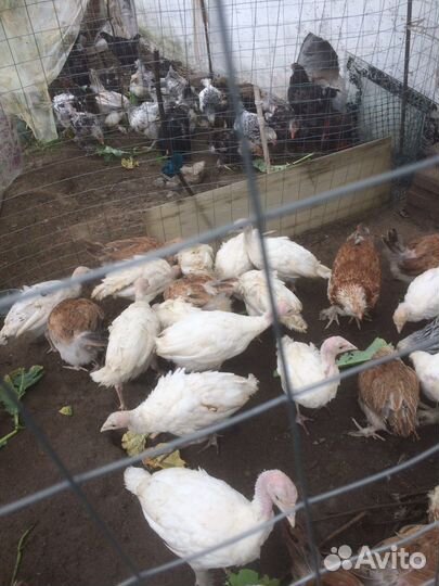 Продам, индюшат Инкубационн