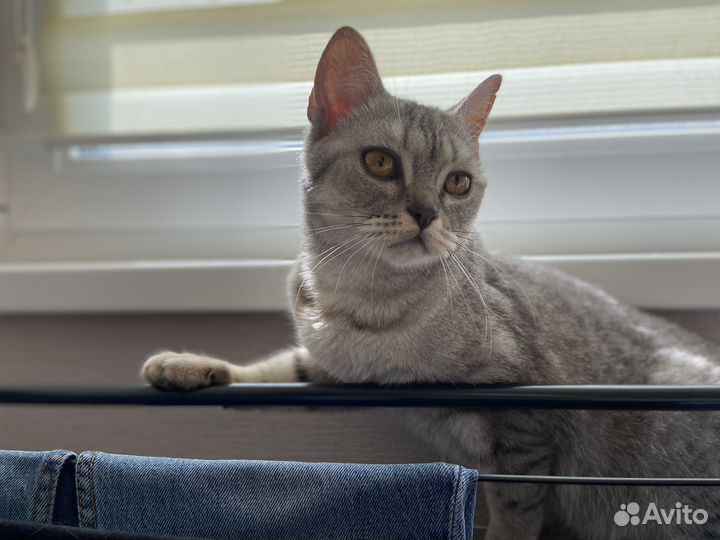 Даром пристраивается котейка