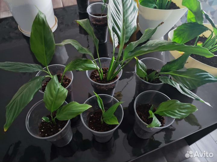 Спатифиллум