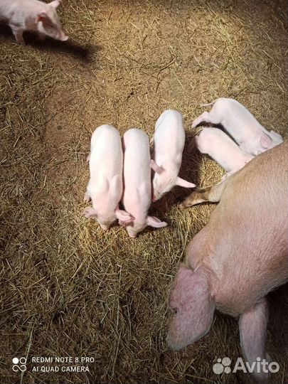 Поросята порода эстонец с немцем