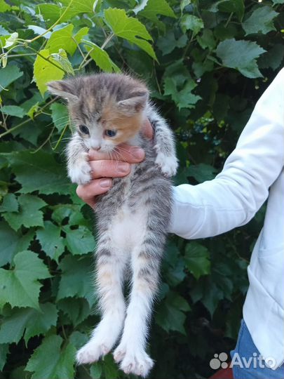 Европейская